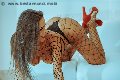 Foto Alessandra Fogaca Annunci Transescort Benevento 3447995574 - 27