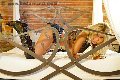 Foto Monica Kicelly Annunci Trans Parma 3245833097 - 27